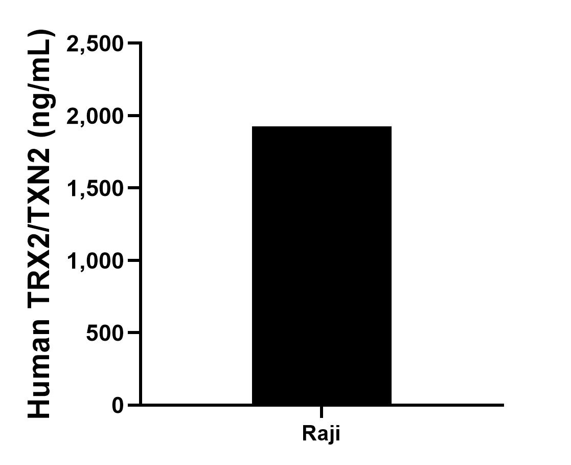 The mean TRX2/TXN2 concentration was determined to be 1,925.24 ng/mL in Raji cell extract based on a 3.00 mg/mL extract load.