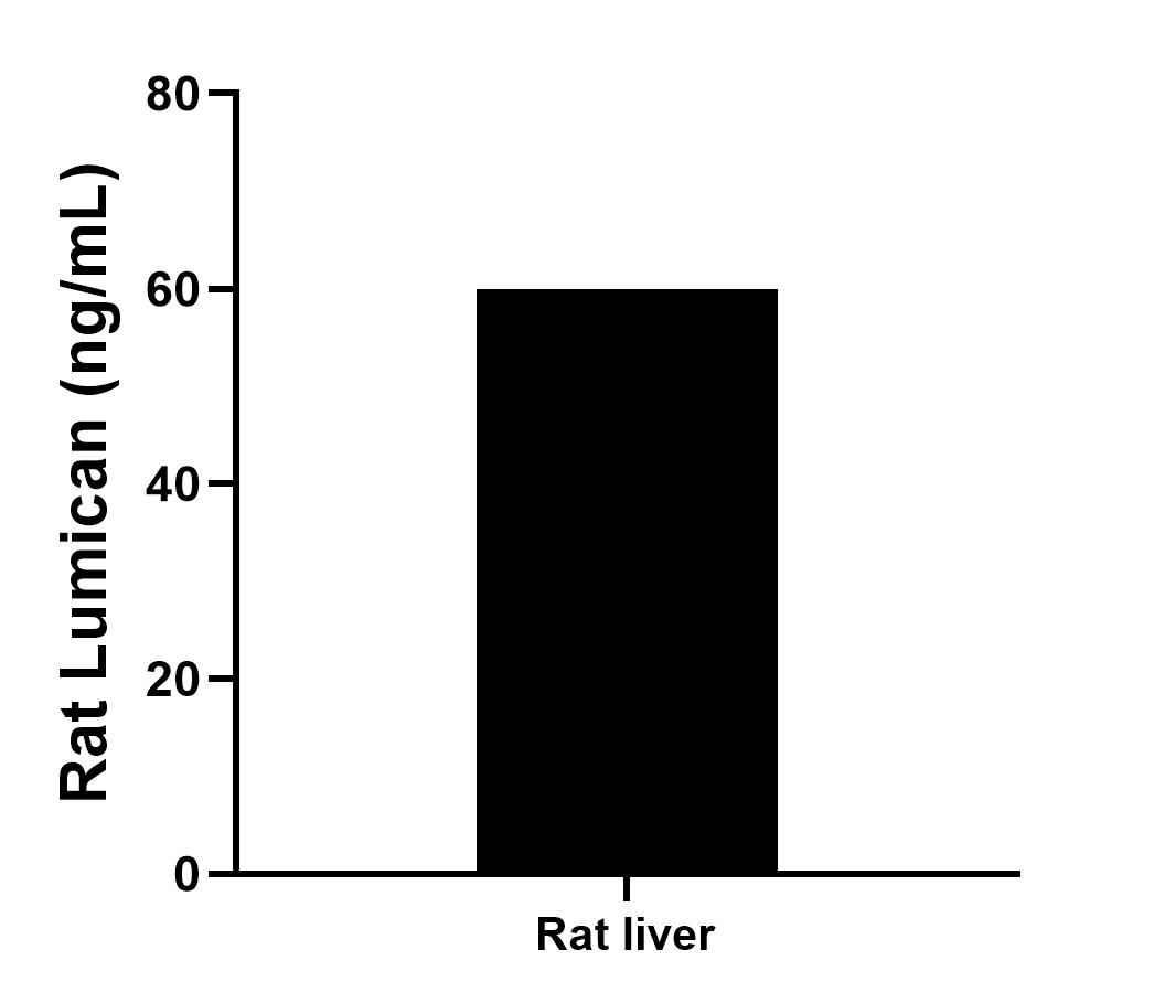 The mean Lumican concentration was determined to be 60.00 ng/mL in rat liver tissue extract based on a 2.60 mg/mL extract load.