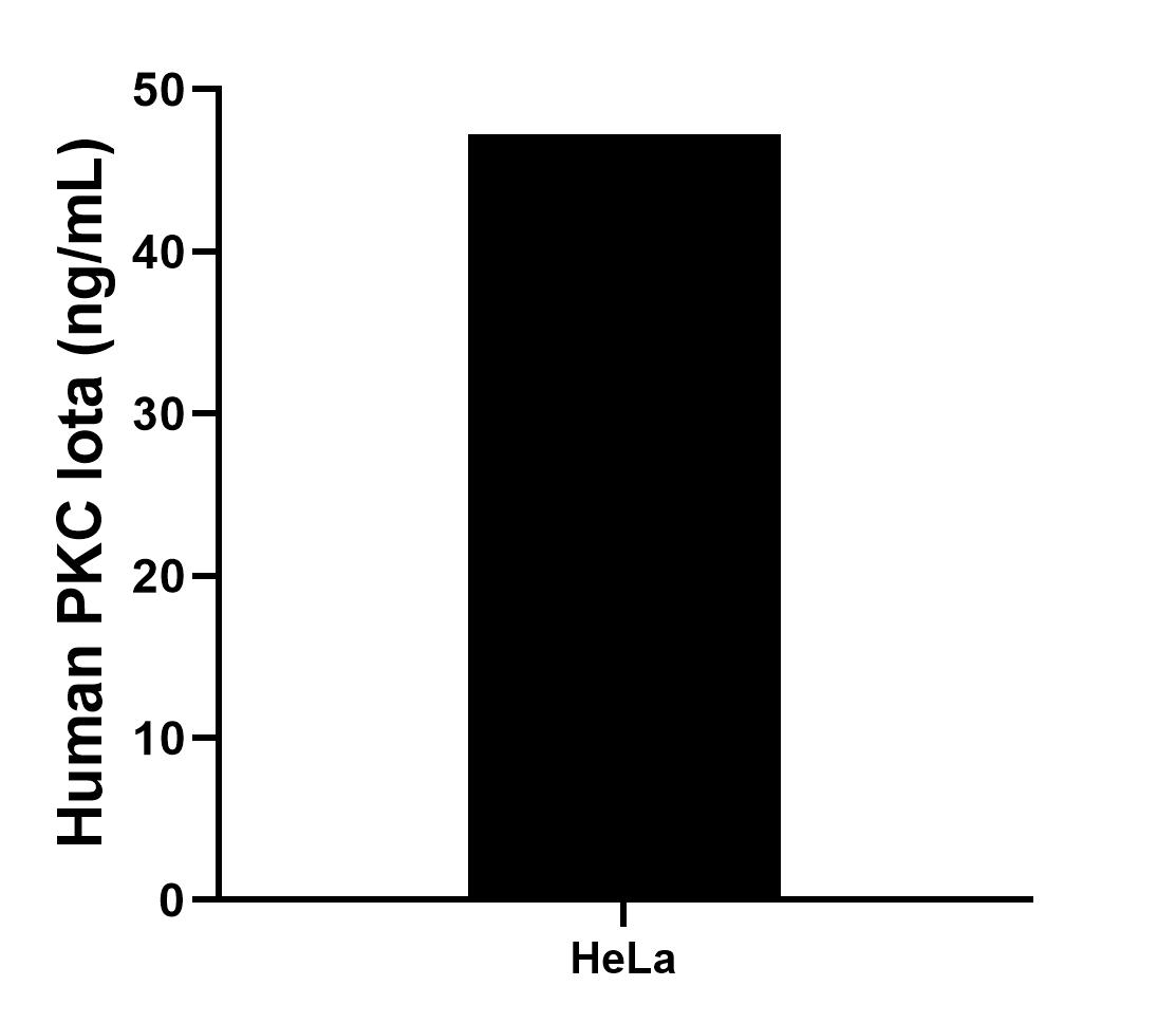 The mean PKC Iota concentration was determined to be 47.20 ng/mL in HeLa cell extract based on a 3.0 mg/mL extract load.