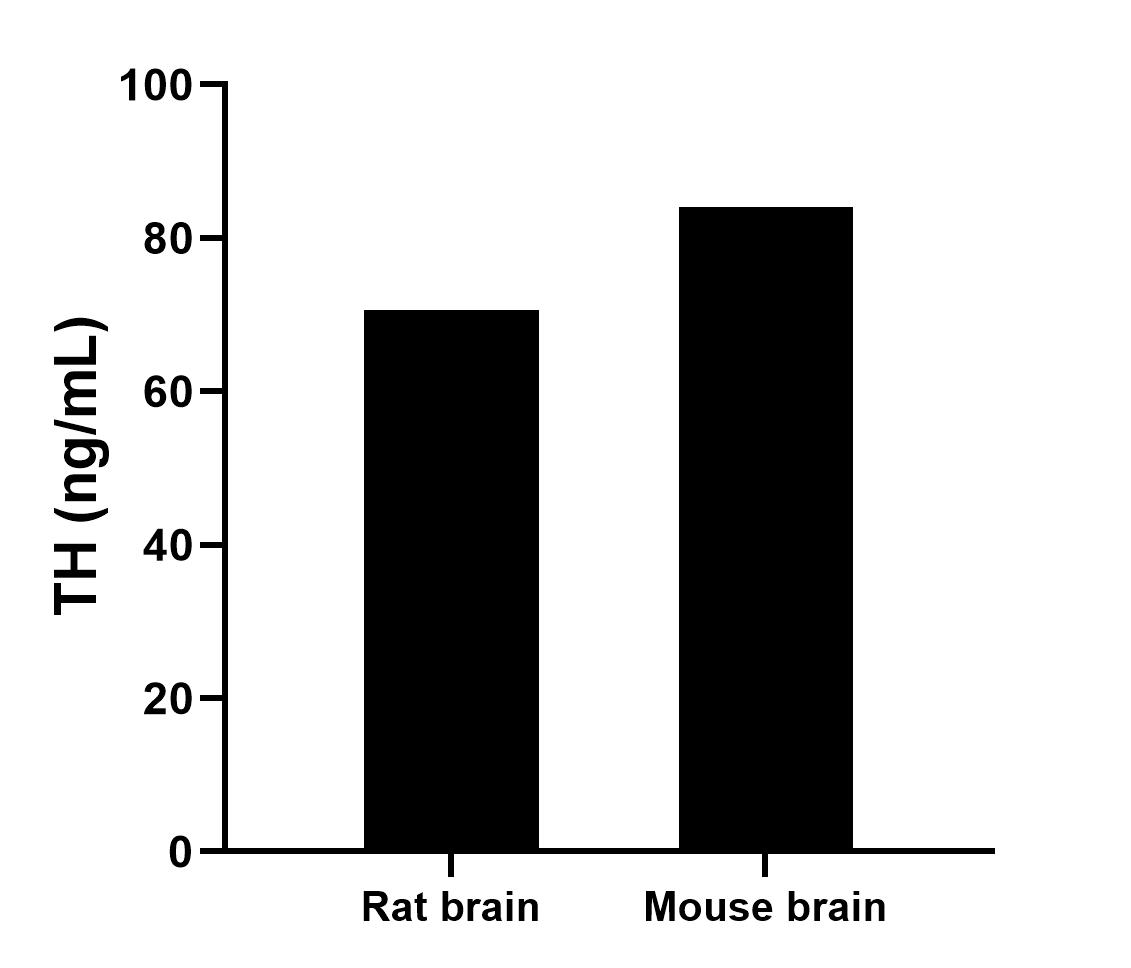 The mean TH concentration was determined to be 70.56 ng/mL in rat brain tissue extract based on a 1.6 mg/mL extract load and 84.13 ng/mL in mouse brain tissue extract based on a 6.6 mg/mL extract load.	