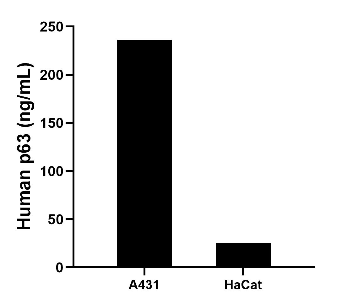The mean p63 concentration was determined to be 236.27 ng/mL in A431 cell extract based on a 3.7 mg/mL extract load and 25.49 ng/mL in HaCat cell extract based on a 1.2 mg/mL extract load.		