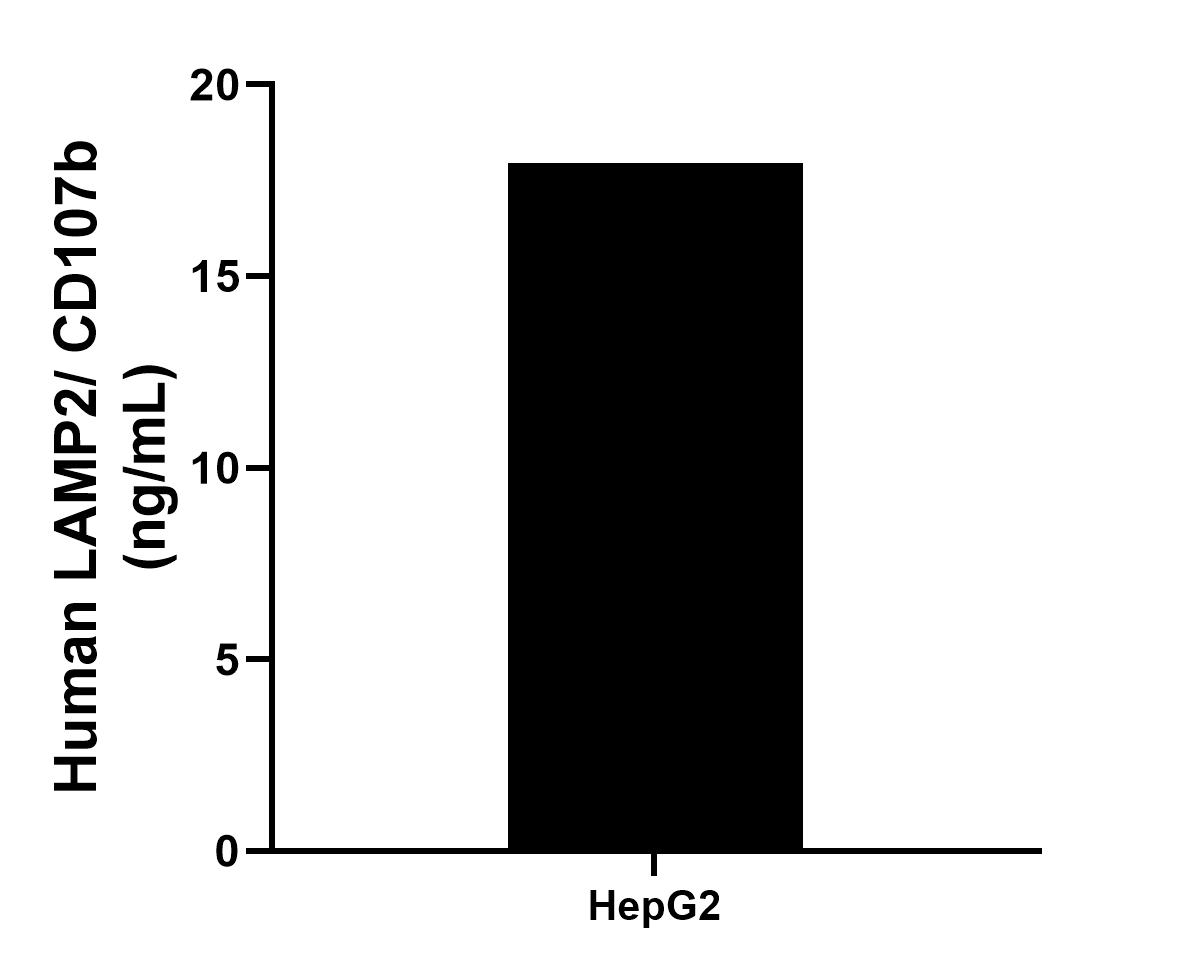 The mean LAMP2/ CD107b concentration was determined to be 17.96 ng/mL in HepG2 cell extract based on a 1.3 mg/mL extract load. Sandwich ELISA sample test of MP02321-2