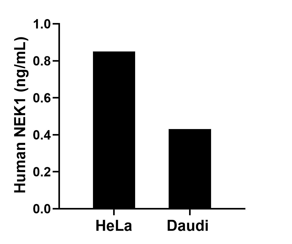 The mean NEK1 concentration was determined to be 0.85 ng/mL in HeLa cell extract based on a 1.30 mg/mL extract load and 0.43 ng/mL in Daudi cell extract based on a 1.8 mg/mL extract load.