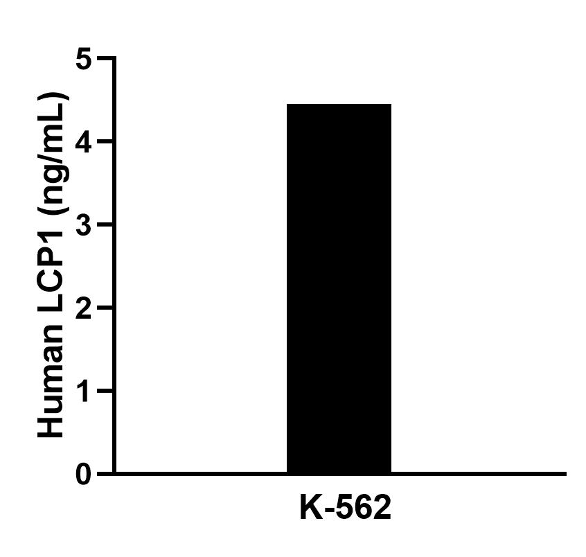 The mean LCP1 concentration was determined to be 4.5 ng/mL in K-562 cell extract based on a 3.0 mg/mL extract load.
