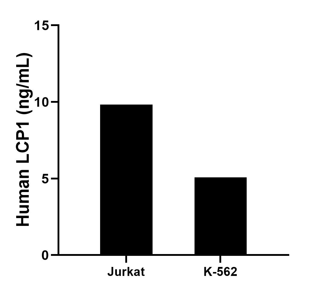 The mean LCP1 concentration was determined to be 9.83 ng/mL in Jurkat cell extract based on a 1.2 mg/mL extract load and 5.09 ng/mL in K-562 cell extract based on a 1.2 mg/mL extract load.	