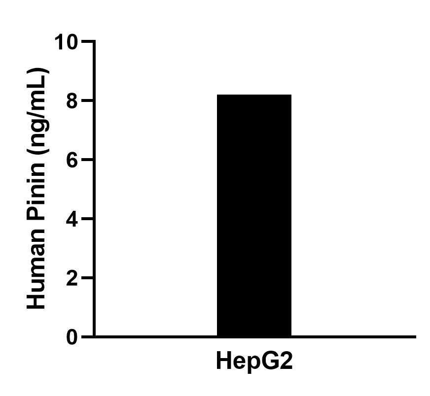 The mean Pinin concentration was determined to be 8.3 ng/mL in HepG2 cell extract based on a 0.9 mg/mL extract load. Cytometric bead array sample test of MP02380-1