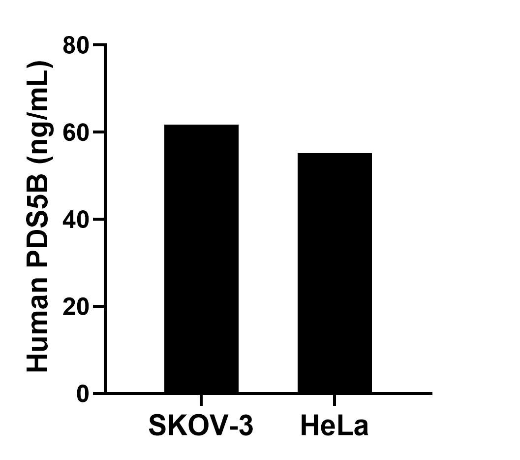 The mean PDS5B concentration was determined to be 61.70 ng/mL in SKOV-3 cell extract based on a 1.20 mg/mL extract load and 55.20 ng/mL in HeLa cell extract based on a 0.90 mg/mL extract load. Sandwich ELISA sample test of MP02392-1
