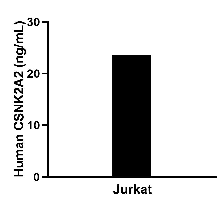 The mean CSNK2A2 concentration was determined to be 23.9 ng/mL in Jurkat cell extract based on a 1.2 mg/mL extract load. Cytometric bead array sample test of MP02423-1