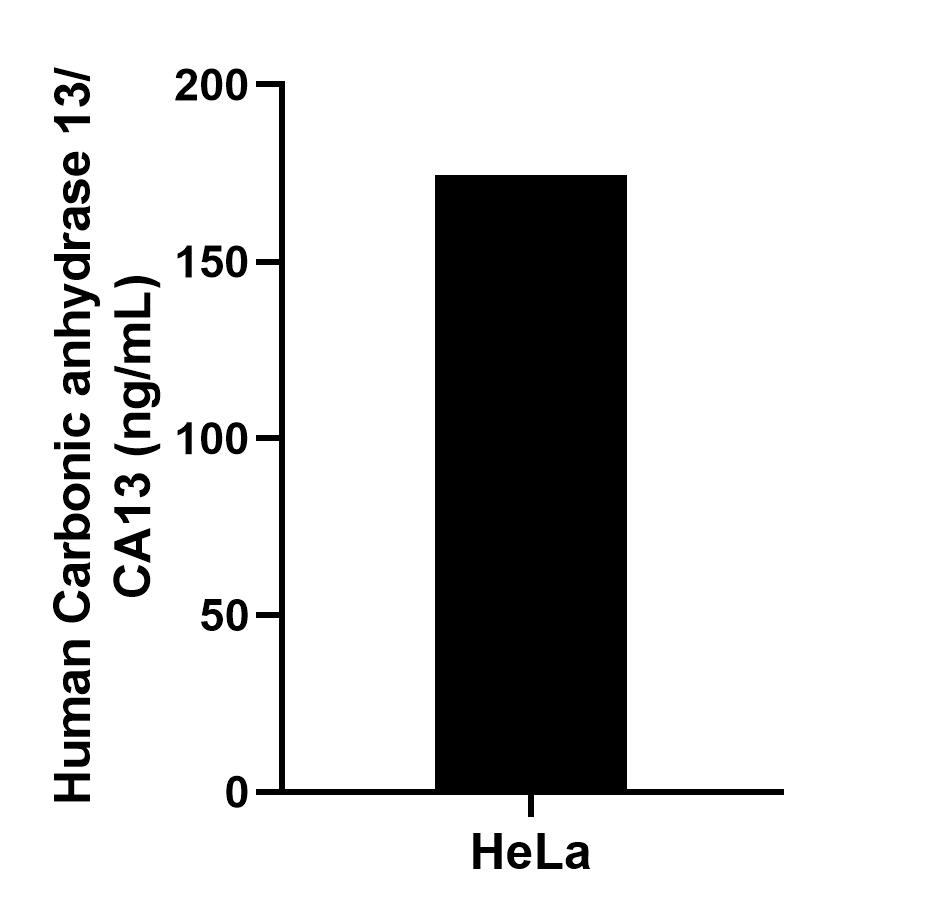 The mean Carbonic anhydrase 13/CA13 concentration was determined to be 174.37 ng/mL in HeLa cell extract based on a 1.20 mg/mL extract load.