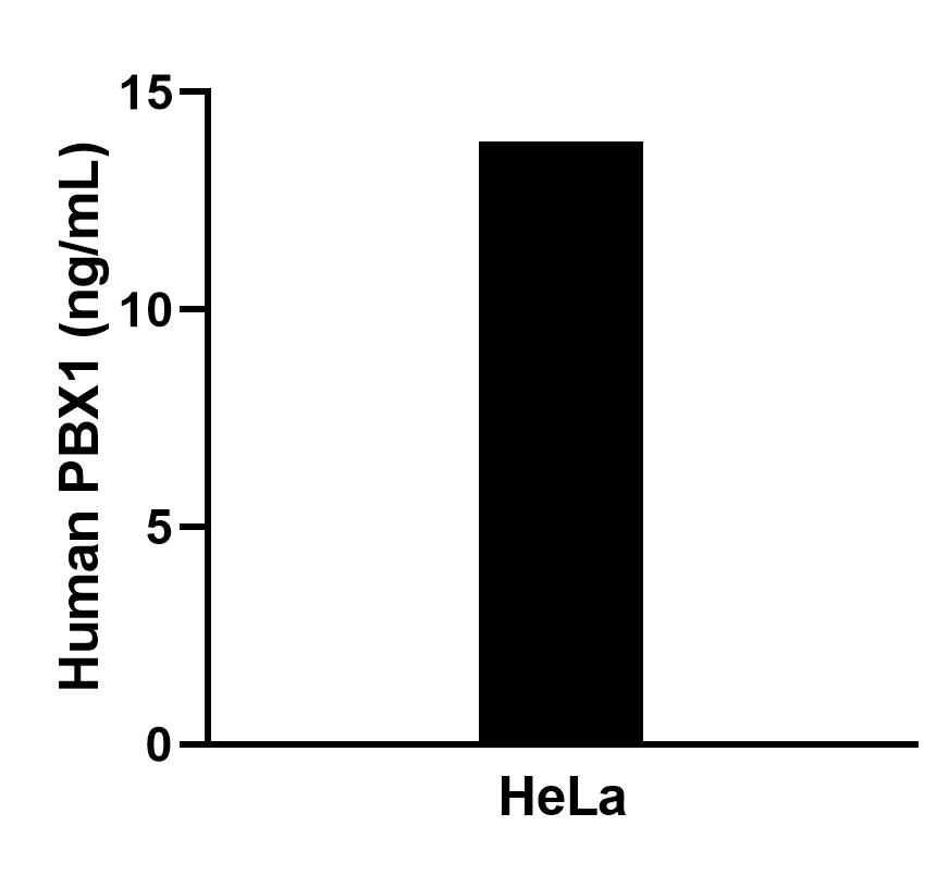 The mean PBX1 concentration was determined to be 14.0 ng/mL in Hela cell extract based on a 1.2 mg/mL extract load.
