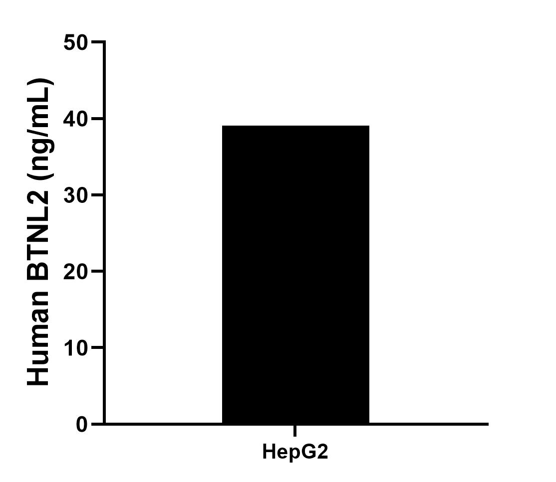 The mean BTNL2 concentration was determined to be 39.10 ng/mL in HeLa cell extract based on a 1.1 mg/mL extract load. Sample test of MP02518-1