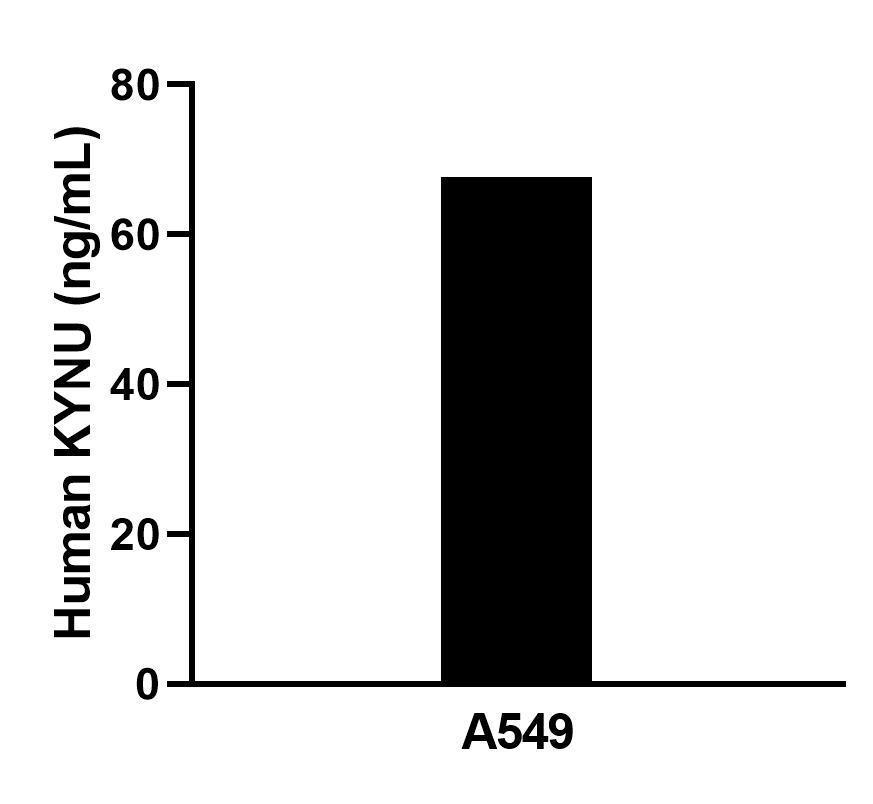 The mean KYNU concentration was determined to be 68.5 ng/mL in A549 cell extract based on a 1.2 mg/mL extract load.