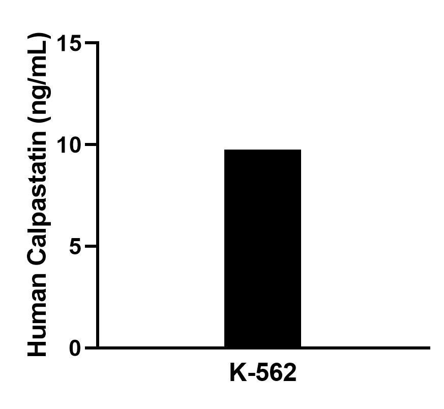 The mean Calpastatin concentration was determined to be 9.9 ng/mL in K-562 cell extract based on a 1.2 mg/mL extract load. The mean Calpastatin concentration was determined to be 9.9 ng/mL in K-562 cell extract based on a 1.2 mg/mL extract load.