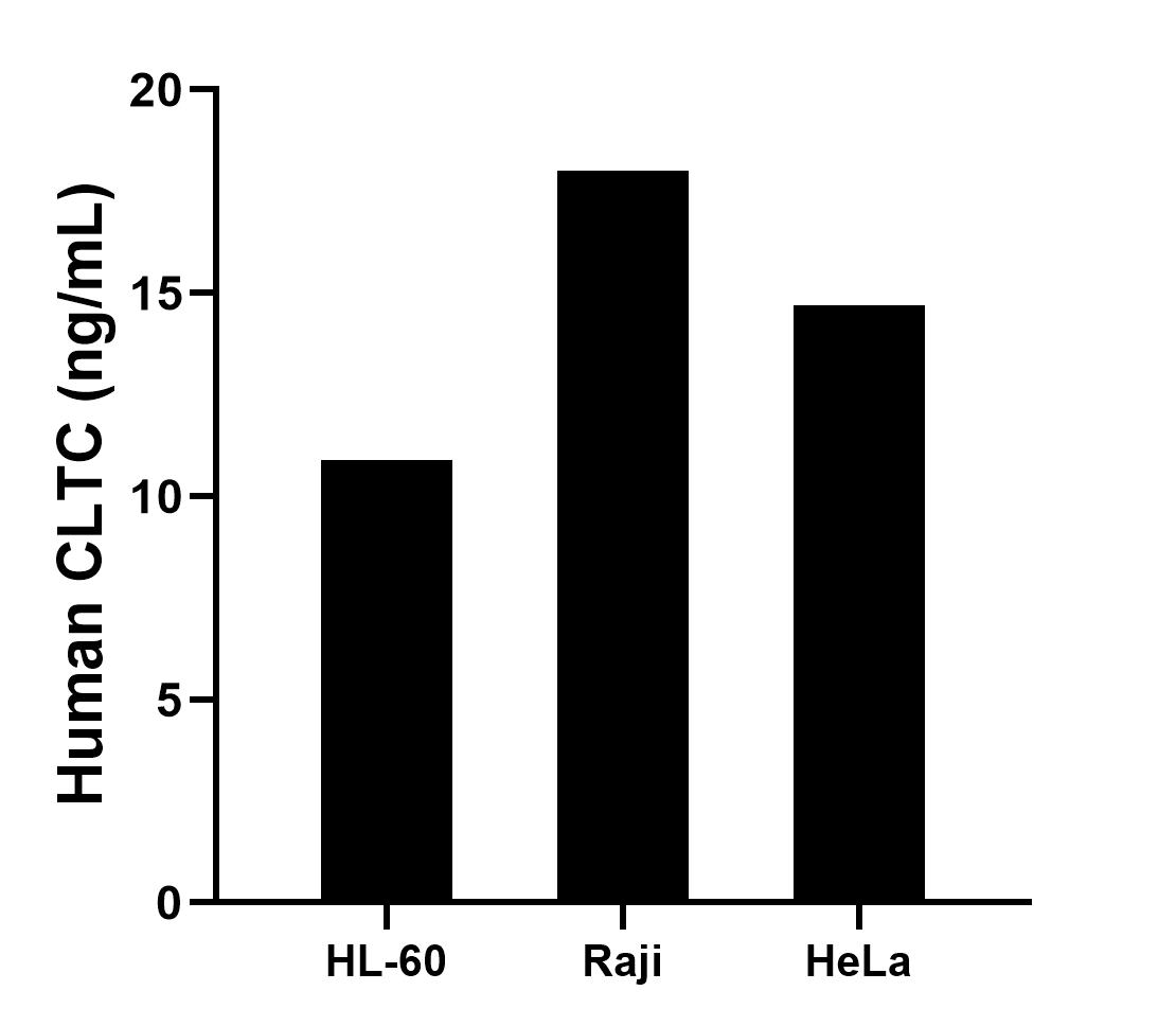 The mean CLTC concentration was determined to be 10.9 ng/mL in HL-60 cell extract based on a 1.4 mg/mL extract load, 18.0 ng/mL in Raji cell extract based on a 1.3 mg/mL extract load, 14.7 ng/mL in HeLa cell extract based on a 1.1 mg/mL extract load. Cytometric bead array sample test of MP02577-1