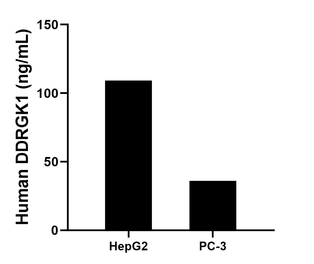 The mean DDRGK1 concentration was determined to be 109.2 ng/mL in HepG2 cell extract based on a 1.2 mg/mL extract load, 36.0 ng/mL in PC-3 cell extract based on a 1.3 mg/mL extract load. Cytometric bead array sample test of MP02579-1