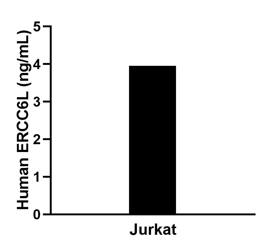 The mean ERCC6L concentration was determined to be 4.0 ng/mL in Jurkat cell extract based on a 1.2 mg/mL extract load. Cytometric bead array sample test of MP02582-1