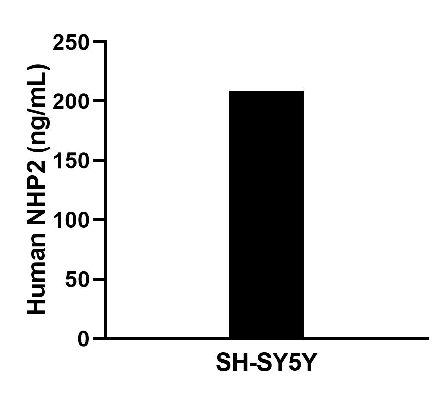 Cytometric bead array sample test of MP02595-1 Cytometric bead array sample test of MP02595-1