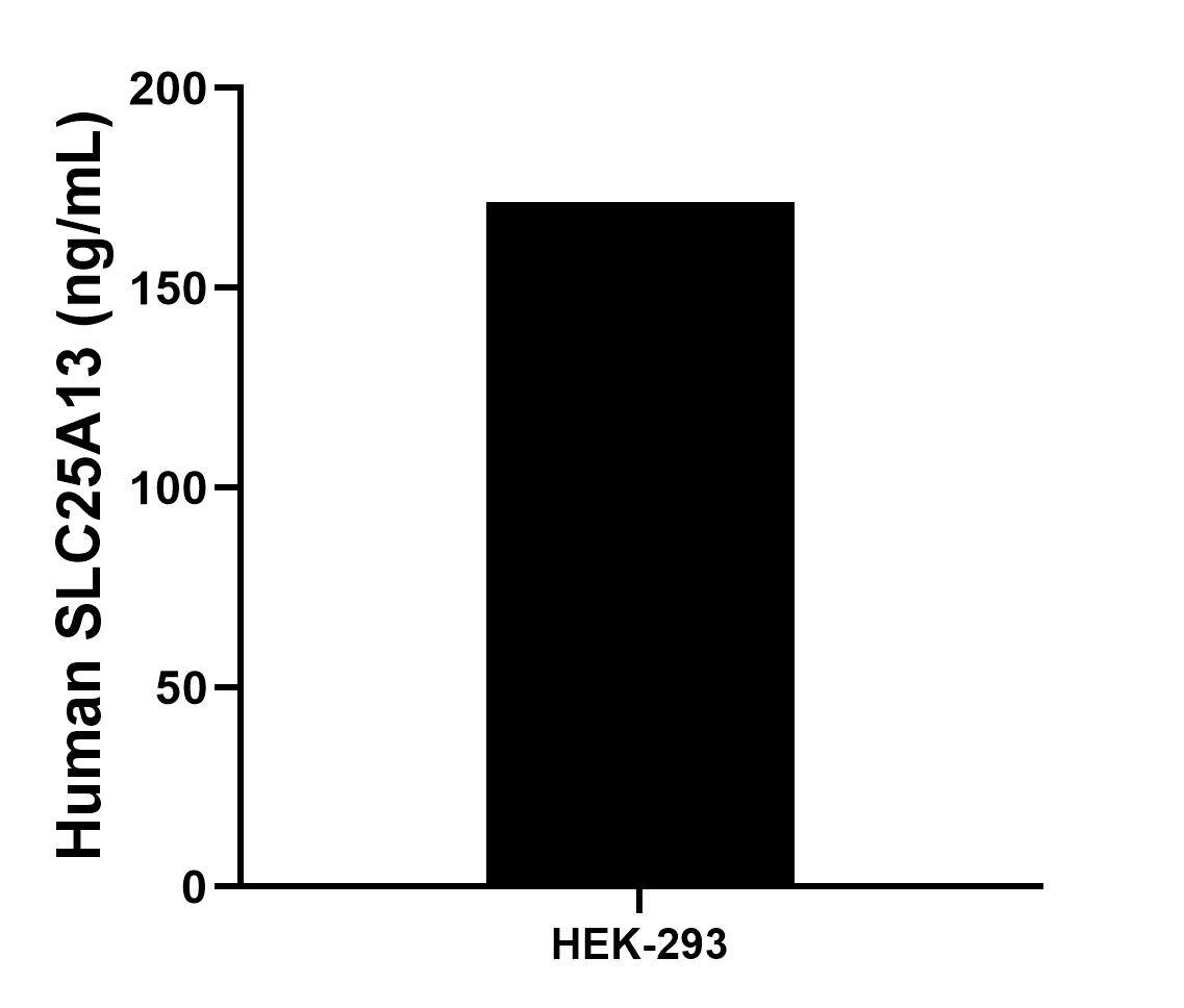 The mean SLC25A13 concentration was determined to be 171.52 ng/mL in HEK-293 cell extract based on a 1.2 mg/mL extract load. Sample test of MP02610-1