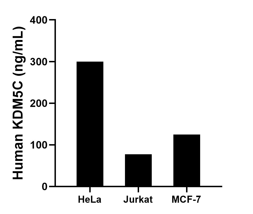 The mean KDM5C concentration was determined to be 299.61 ng/mL in HeLa cell extract based on a 1.10 mg/mL extract load, 77.16 ng/mL in Jurkat cell extract based on a 1.20 mg/mL extract load and 124.98 ng/mL in MCF-7 cell extract based on a 1.30 mg/mL extract load.