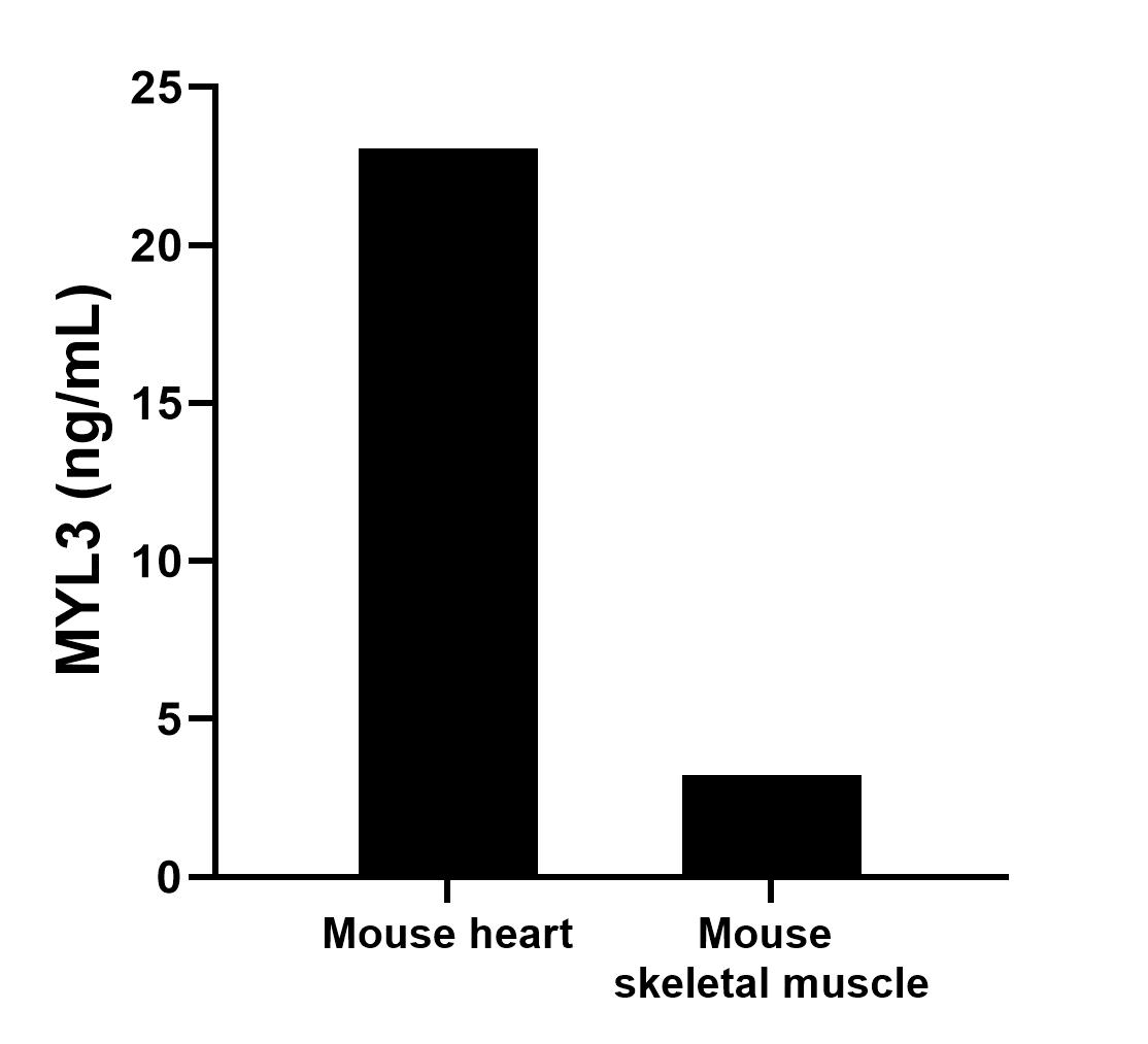 The mean MYL3 concentration was determined to be 23.06 ng/mL in mouse heart tissue extract based on a 6.9 mg/mL extract load and 3.2 ng/mL in mouse skeletal muscle tissue extract based on a 1.7 mg/mL extract load.	