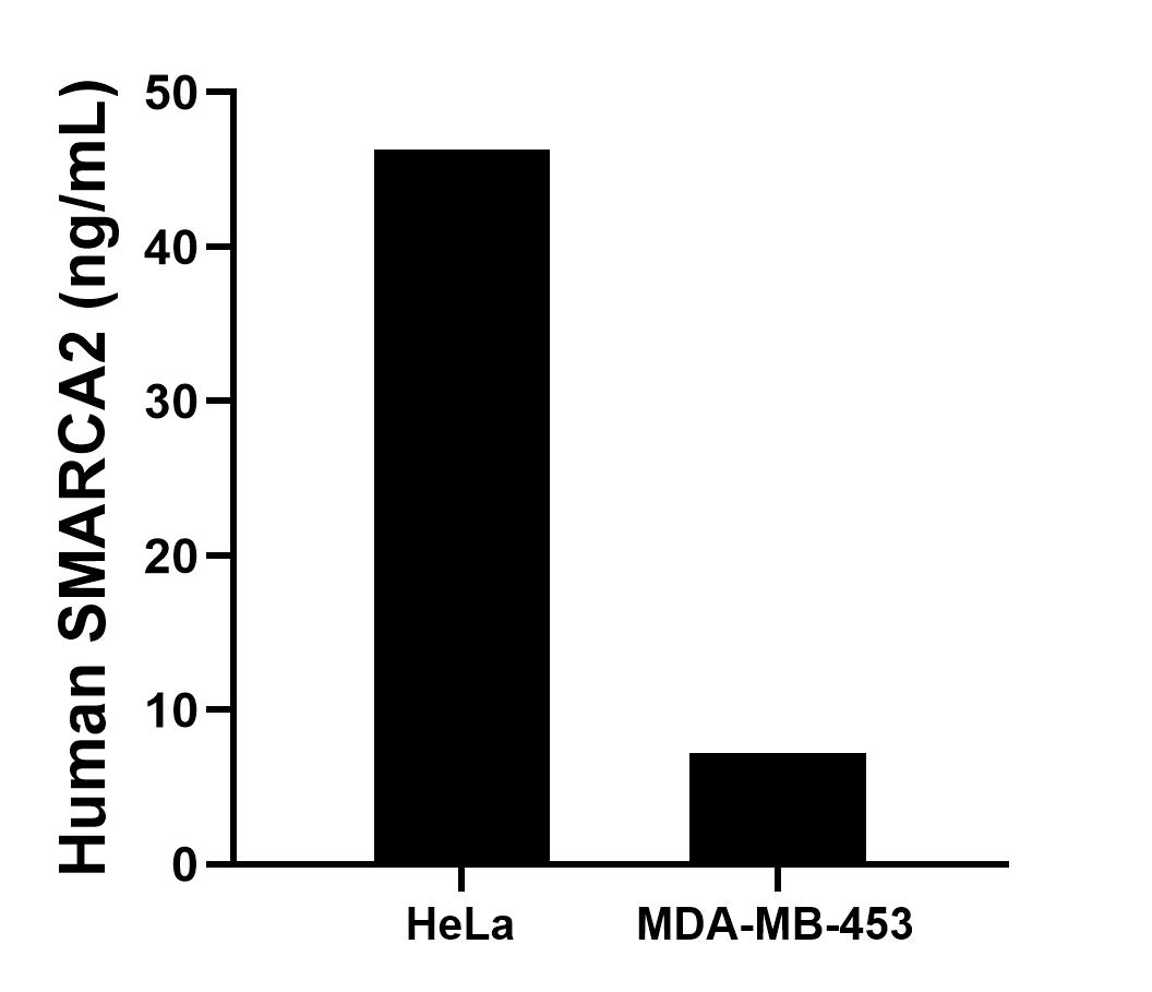 The mean SMARCA2 concentration was determined to be 46.30 ng/mL in HeLa cell extract based on a 0.90 mg/mL extract load and 7.23 ng/mL in MDA-MB-453 cell extract based on a 1.50 mg/mL extract load.