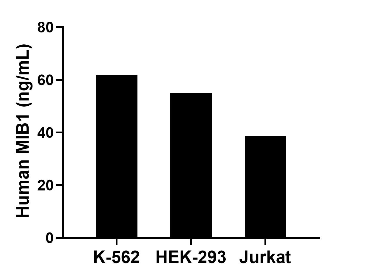 The mean MIB1 concentration was determined to be 61.90 ng/mL in K-562 cell extract based on a 1.20 mg/mL extract load, 55.03 ng/mL in HEK-293 cell extract based on a 1.20 mg/mL extract load and 38.70 ng/mL in Jurkat cell extract based on a 1.20 mg/mL extract load. The mean MIB1 concentration was determined to be 61.90 ng/mL in K-562 cell extract based on a 1.20 mg/mL extract load, 55.03 ng/mL in HEK-293 cell extract based on a 1.20 mg/mL extract load and 38.70 ng/mL in Jurkat cell extract based on a 1.20 mg/mL extract load.