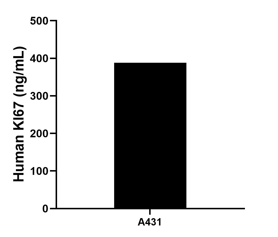 The mean Ki-67 concentration was determined to be 388.00 ng/mL in A431 cell extract based on a 1.2 mg/mL extract load. The mean Ki-67 concentration was determined to be 388.00 ng/mL in A431 cell extract based on a 1.2 mg/mL extract load.