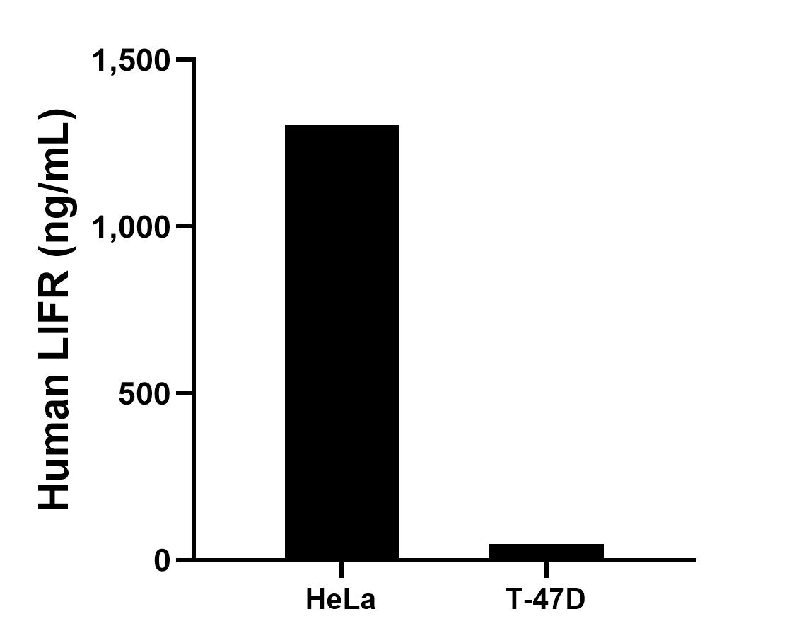 The mean LIFR concentration was determined to be 1,303.54 ng/mL in HeLa cell extract based on a 1.20 mg/mL extract load and 48.76 ng/mL in T-47D cell extract based on a 1.20 mg/mL extract load. Sandwich ELISA sample test of MP02139-4