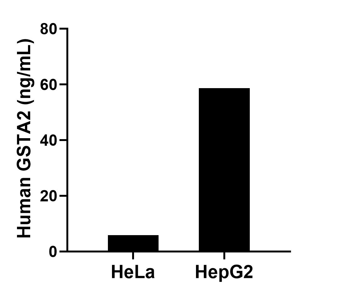 The mean GSTA2 concentration was determined to be 5.91 ng/mL in HeLa cell extract based on a 1.20 mg/mL extract load and 58.64 ng/mL in HepG2 cell extract based on a 1.20 mg/mL extract load. Sandwich ELISA sample test of MP02440-1