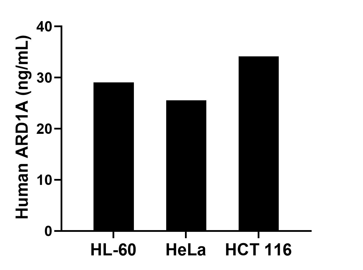 The mean ARD1A concentration was determined to be 29.07 ng/mL in HL-60 cell extract based on a 1.20 mg/mL extract load, 25.52 ng/mL in HeLa cell extract based on a 1.20 mg/mL extract load and 34.15 ng/mL in HCT 116 cell extract based on a 1.30 mg/mL extract load.