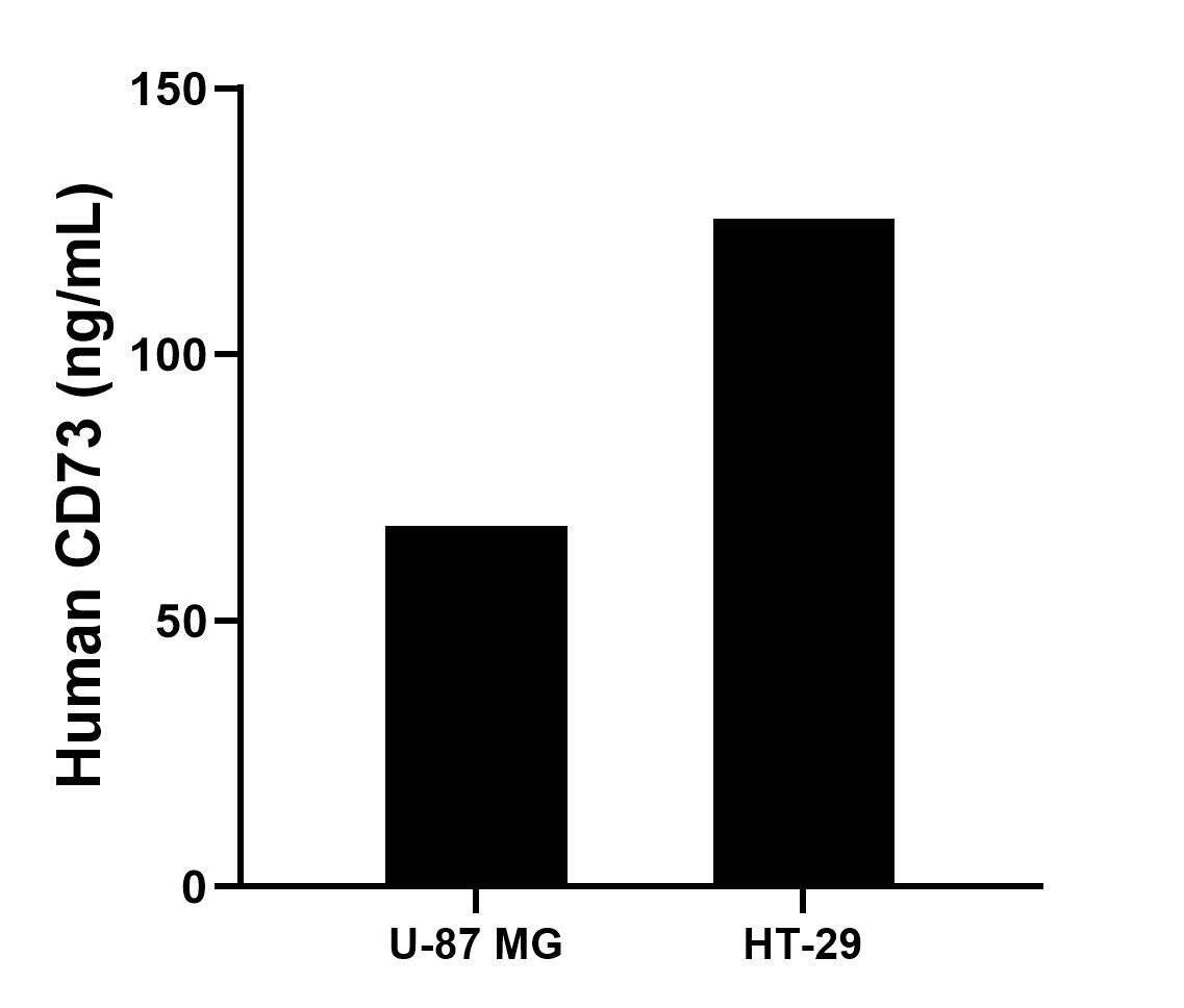 The mean CD73 concentration was determined to be 67.84 ng/mL in U-87 MG cell extract based on a 1.5 mg/mL extract load and 125.52 ng/mL in PC-3 cell extract based on a 1.1 mg/mL extract load.	