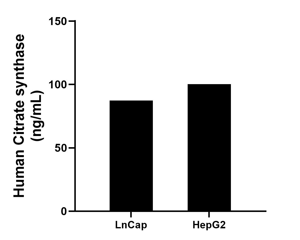 The mean Citrate synthase concentration was determined to be 87.22 ng/mL in LnCap cell extract based on a 1.0 mg/mL extract load and 100.24 ng/mL in HepG2 cell extract based on a 1.2 mg/mL extract load.	
