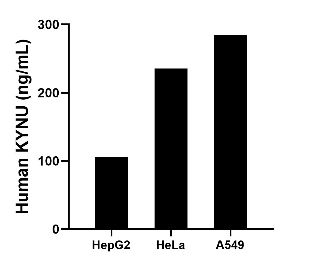 The mean KYNU concentration was determined to be 105.94 ng/mL in HepG2 cell extract based on a 1.20 mg/mL extract load, 235.47 ng/mL in HeLa cell extract based on a 1.20 mg/mL extract load and 284.39 ng/mL in A549 cell extract based on a 1.20 mg/mL extract load.