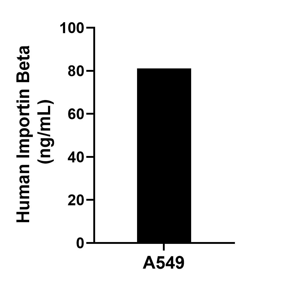 The mean Importin Beta concentration was determined to be 81.1 ng/mL in A549 cell extract based on a 1.2 mg/mL extract load. The mean Importin Beta concentration was determined to be 81.1 ng/mL in A549 cell extract based on a 1.2 mg/mL extract load.