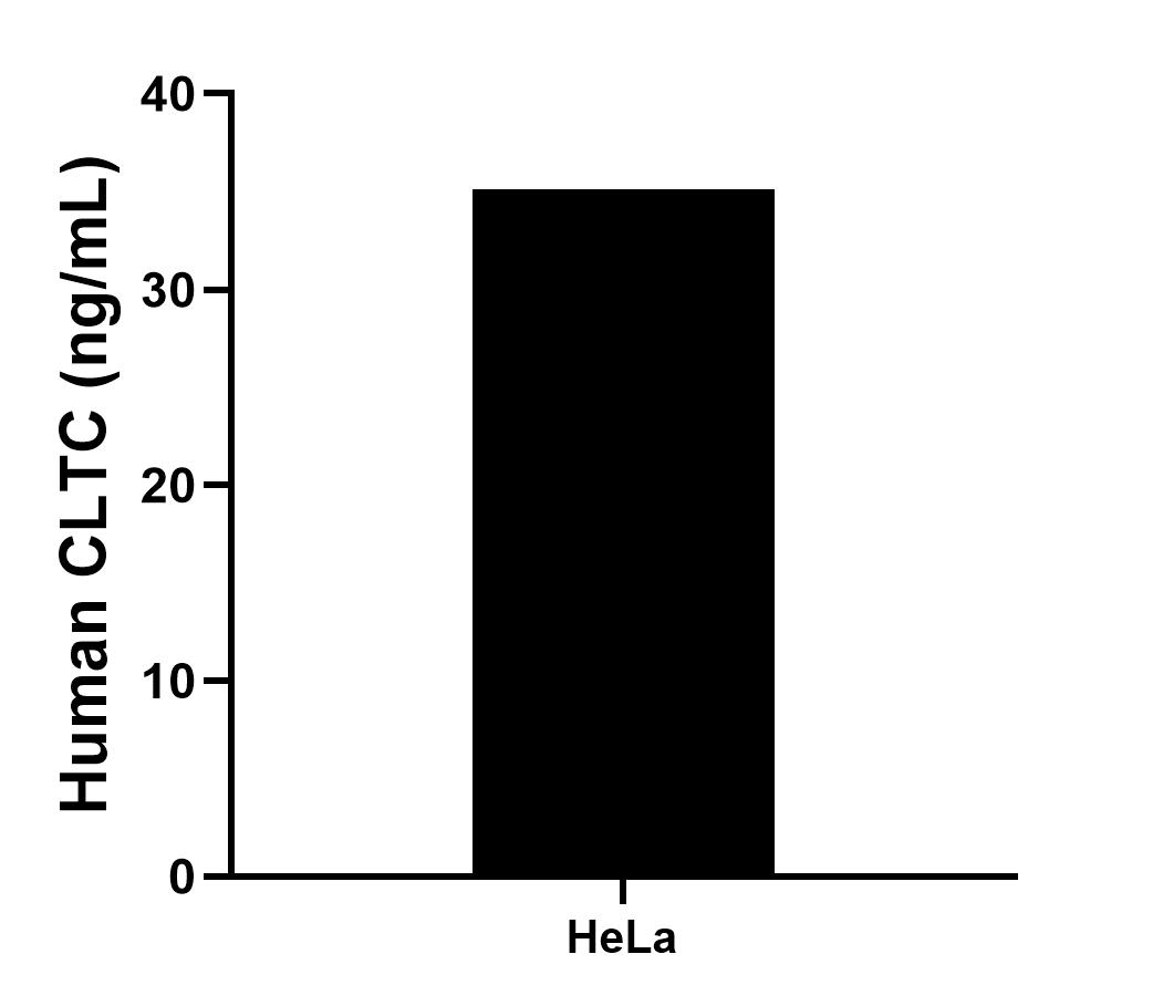 The mean CLTC concentration was determined to be 35.14 ng/mL in HeLa cell extract based on a 1.20 mg/mL extract load. Sandwich ELISA sample test of MP02577-1