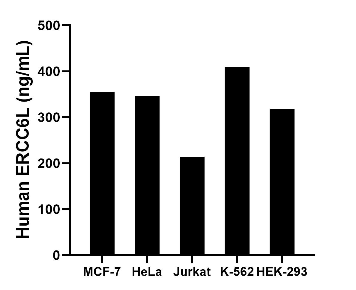 The mean ERCC6L concentration was determined to be 355.50 ng/mL in MCF-7 cell extract based on a 1.2 mg/mL extract load, 346.30 ng/mL in HeLa cell extract based on a 1.2 mg/mL extract load, 214.50 ng/mL in Jurkat cell extract based on a 1.2 mg/mL extract load, 409.90 ng/mL in K-562 cell extract based on a 1.2 mg/mL extract load and 318.20 ng/mL in HEK-293 cell extract based on a 1.2 mg/mL extract load. Sandwich ELISA sample test of MP02582-2