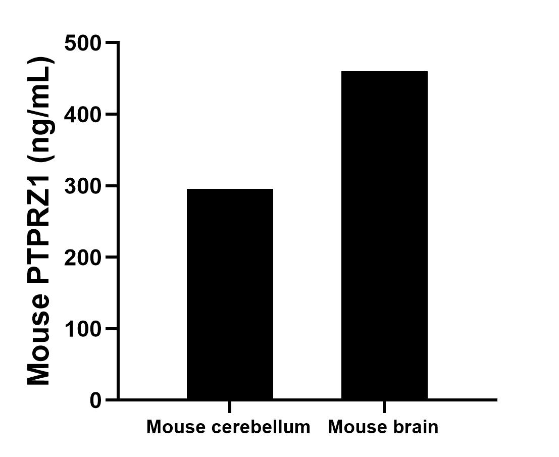The mean PTPRZ1 concentration was determined to be 295.4 ng/mL in mouse cerebellum tissue extract based on a 2.9 mg/mL extract load and 460.1 ng/mL in mouse brain tissue extract based on a 3.2 mg/mL extract load. 