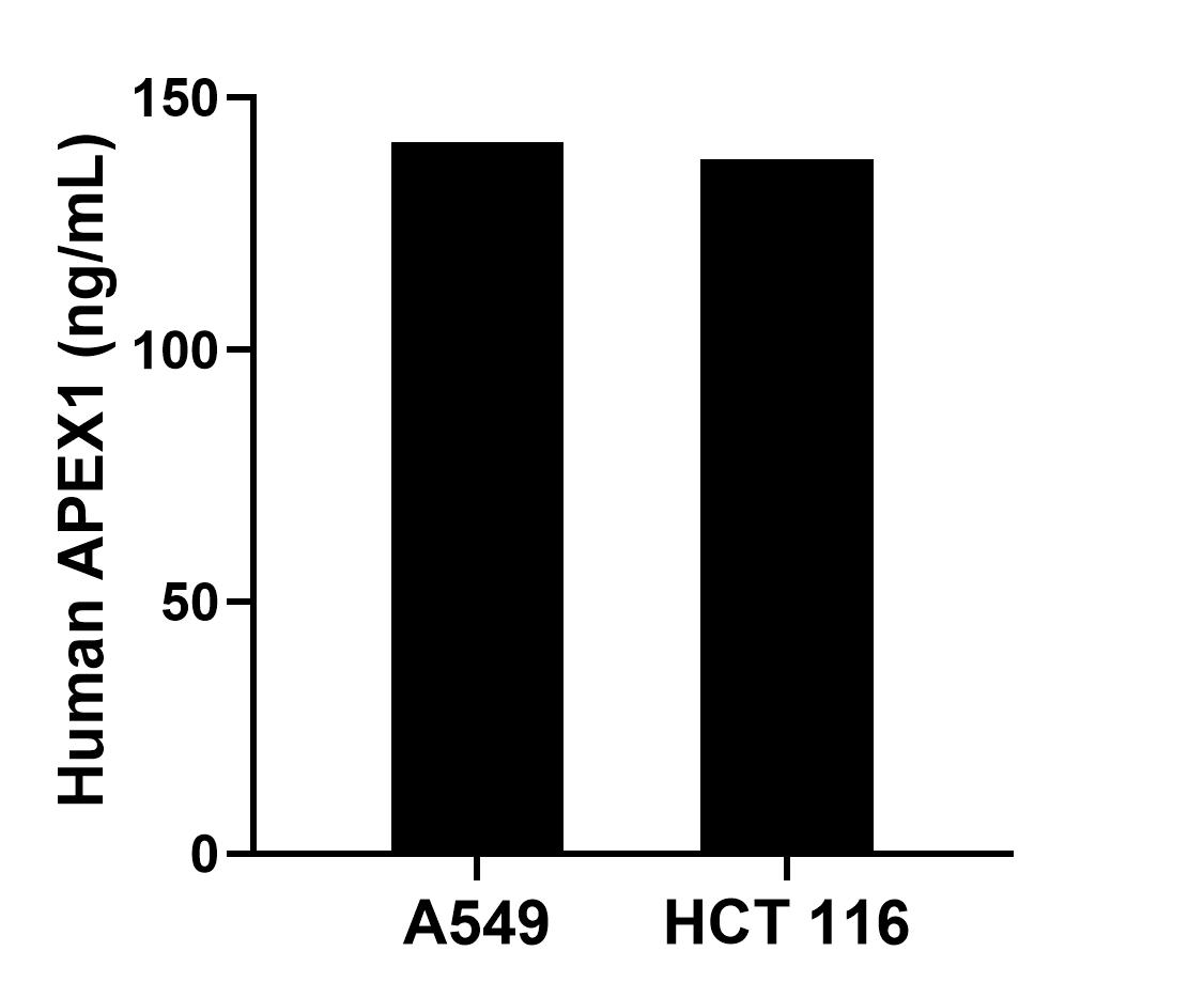 The mean APEX1 concentration was determined to be 141.21 ng/mL in A549 cell extract based on a 1.20 mg/mL extract load and 137.64 ng/mL in HCT 116 cell extract based on a 1.30 mg/mL extract load. The mean APEX1 concentration was determined to be 141.21 ng/mL in A549 cell extract based on a 1.20 mg/mL extract load and 137.64 ng/mL in HCT 116 cell extract based on a 1.30 mg/mL extract load.