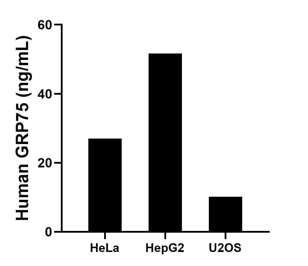 The mean GRP75 concentration was determined to be 26.98 ng/mL in HeLa cell extract based on a 1.20 mg/mL extract load, 51.64 ng/mL in HepG2 cell extract based on a 1.20 mg/mL extract load and 10.13 ng/mL in U2OS cell extract based on a 2.00 mg/mL extract load. The mean GRP75 concentration was determined to be 26.98 ng/mL in HeLa cell extract based on a 1.20 mg/mL extract load, 51.64 ng/mL in HepG2 cell extract based on a 1.20 mg/mL extract load and 10.13 ng/mL in U2OS cell extract based on a 2.00 mg/mL extract load.