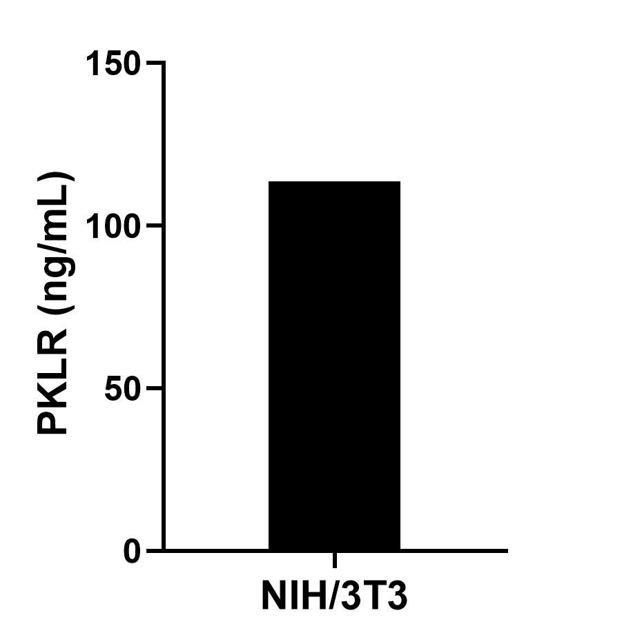 The mean PKLR concentration was determined to be 113.54 ng/mL in NIH/3T3 cell extract based on a 1.20 mg/mL extract load.