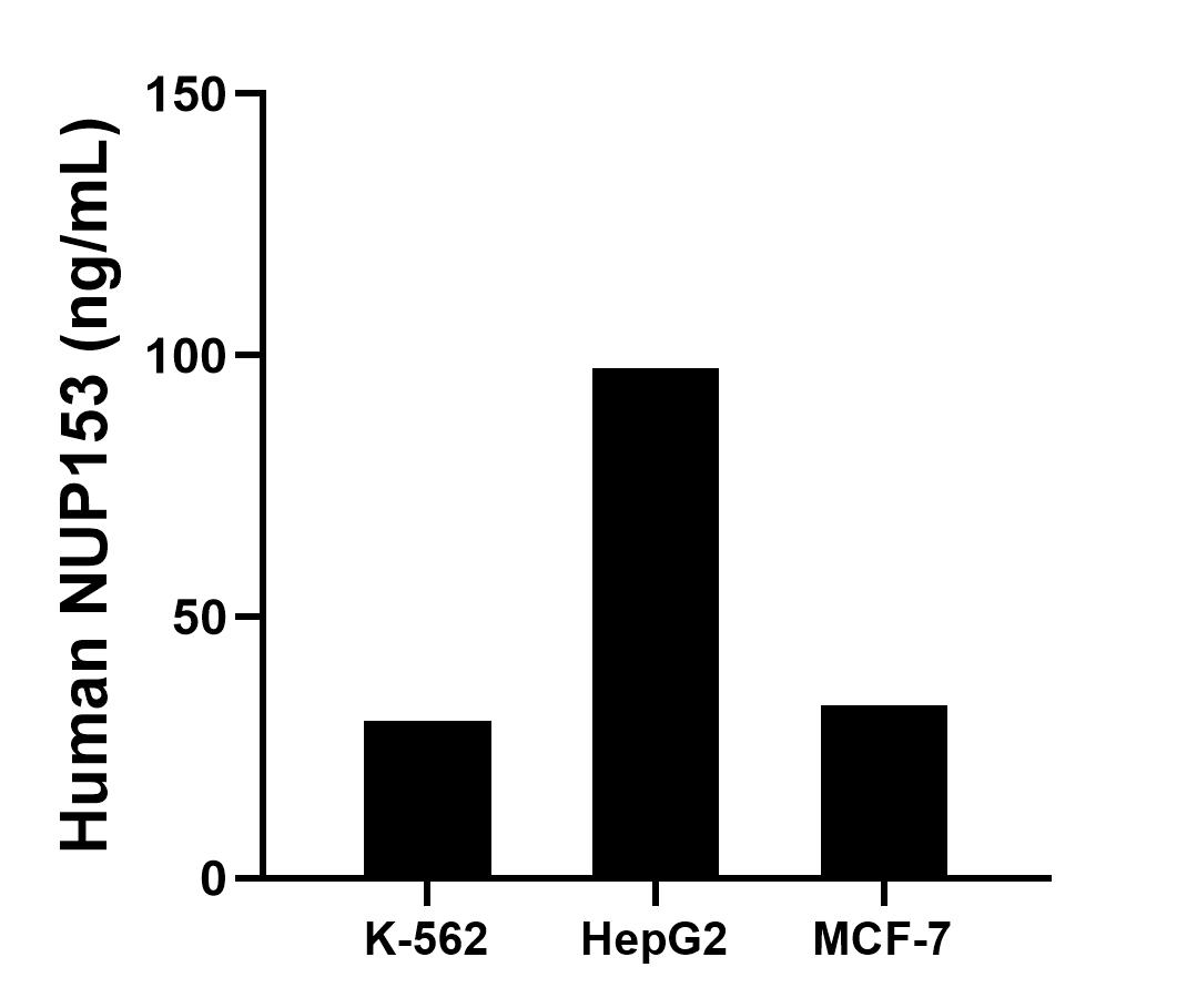 The mean NUP153 concentration was determined to be 30.07 ng/mL in K-562 cell extract based on a 1.20 mg/mL extract load, 97.51 ng/mL in HepG2 cell extract based on a 1.20 mg/mL extract load and 33.07 ng/mL in MCF-7 cell extract based on a 1.20 mg/mL extract load. Sandwich ELISA sample test of MP02679-1