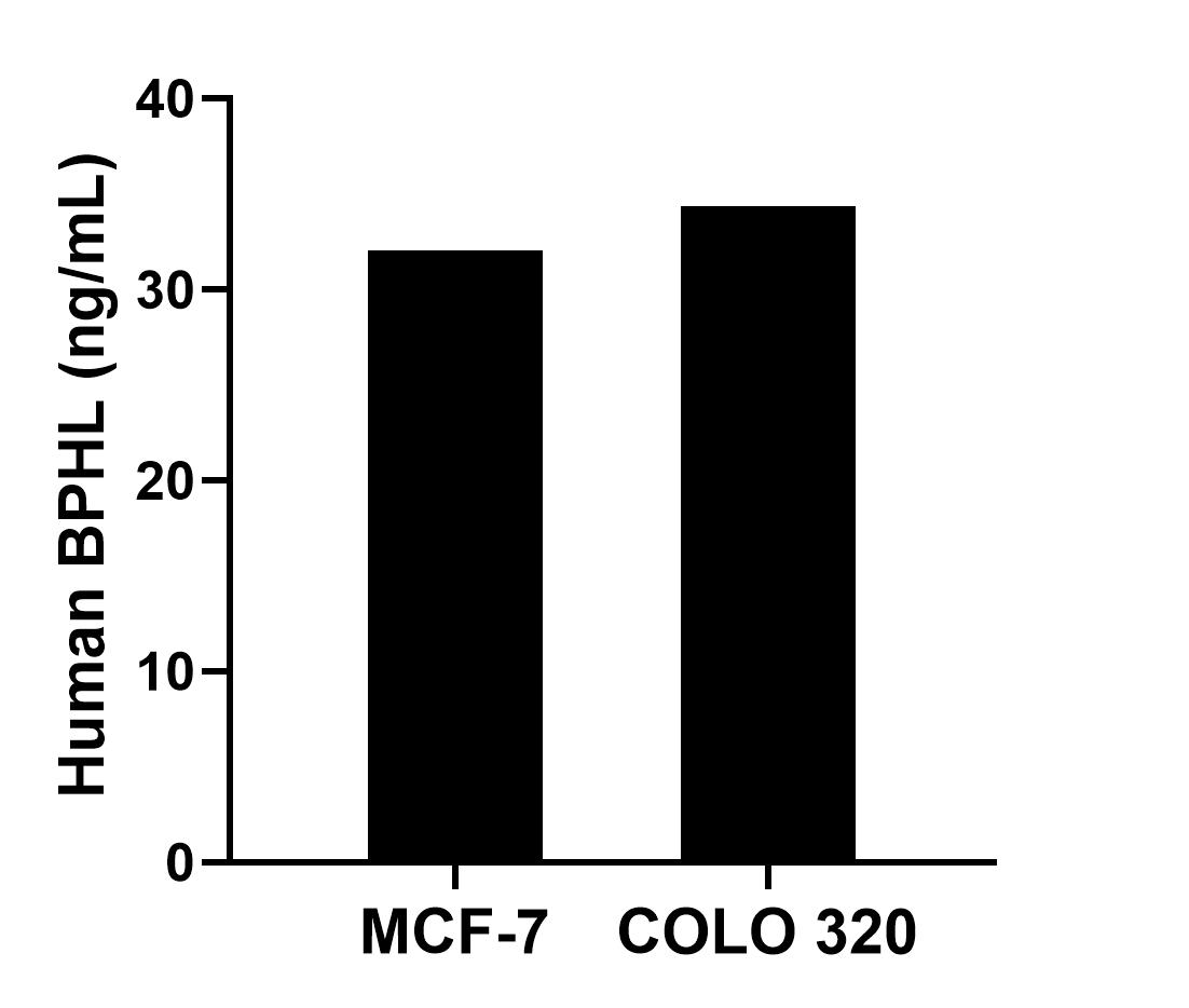 The mean BPHL concentration was determined to be 32.05 ng/mL in MCF-7 cell extract based on a 1.20 mg/mL extract load and 34.36 ng/mL in COLO 320 cell extract based on a 1.50 mg/mL extract load. 