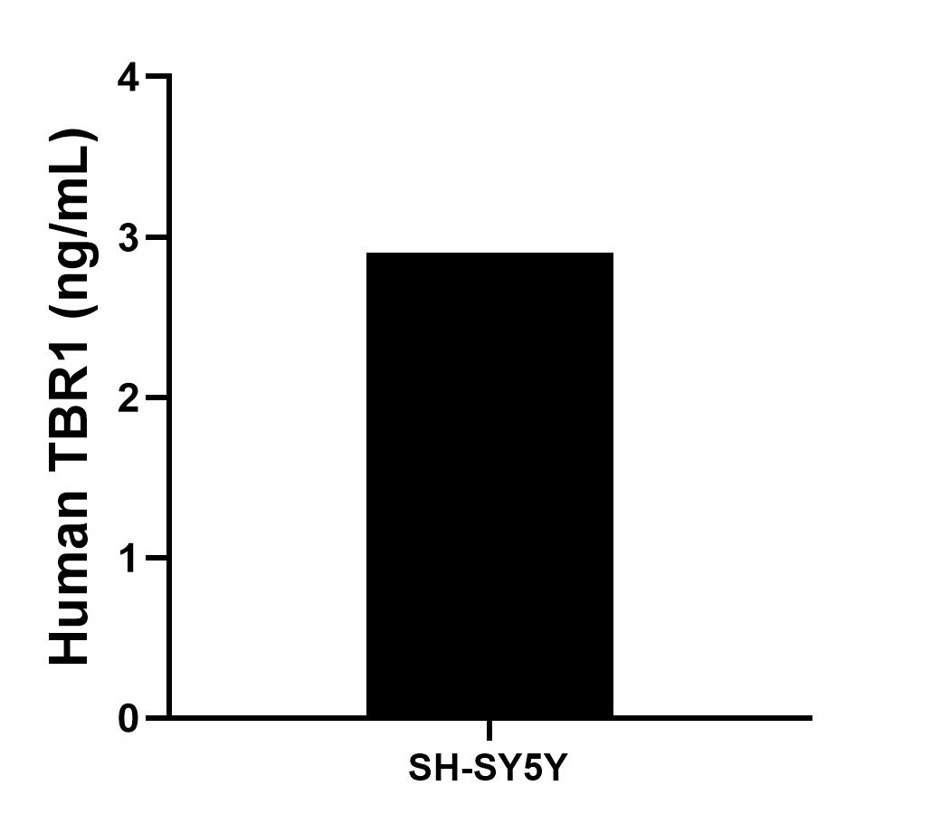 The mean TBR1 concentration was determined to be 2.9 ng/mL in SH-SY5Y cell extract based on a 1.2 mg/mL extract load.