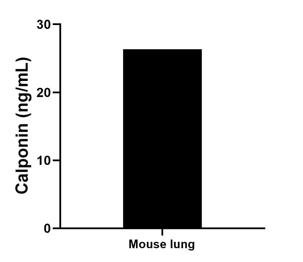 The mean Calponin concentration was determined to be 26.4 ng/mL in mouse lung tissue extract based on a 4.8 mg/mL extract load. The mean Calponin concentration was determined to be 26.4 ng/mL in mouse lung tissue extract based on a 4.8 mg/mL extract load.