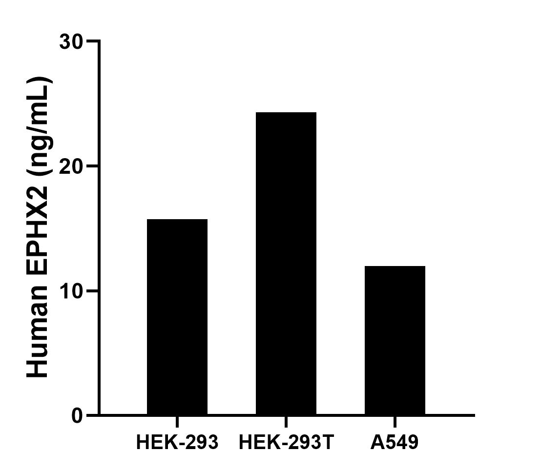 The mean EPHX2 concentration was determined to be 15.72 ng/mL in HEK-293 cell extract based on a 1.2 mg/mL extract load, 24.32 ng/mL in HEK-293T cell extract based on a 1.3 mg/mL extract load and 11.98 ng/mL in A549 cell extract based on a 1.2 mg/mL extract load. The mean EPHX2 concentration was determined to be 15.72 ng/mL in HEK-293 cell extract based on a 1.2 mg/mL extract load, 24.32 ng/mL in HEK-293T cell extract based on a 1.3 mg/mL extract load and 11.98 ng/mL in A549 cell extract based on a 1.2 mg/mL extract load.