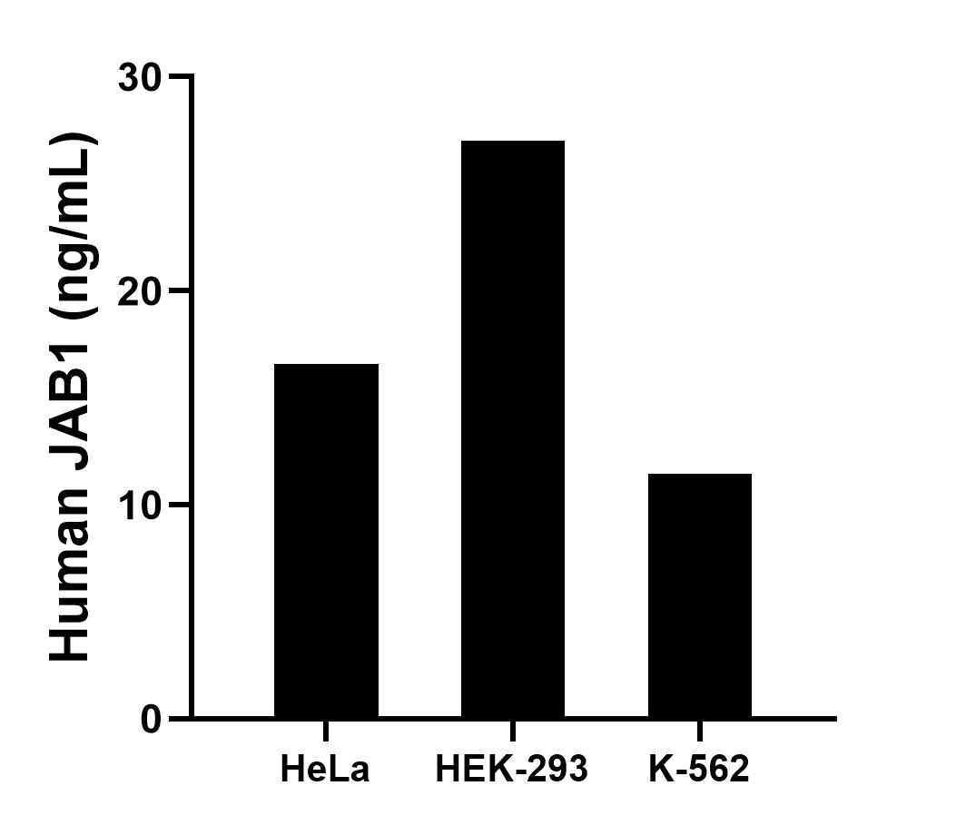 The mean JAB1 concentration was determined to be 16.58 ng/mL in HeLa cell extract based on a 1.20 mg/mL extract load, 27.02 ng/mL in HEK-293 cell extract based on a 1.20 mg/mL extract load and 11.45 ng/mL in K-562 cell extract based on a 1.20 mg/mL extract load. The mean JAB1 concentration was determined to be 16.58 ng/mL in HeLa cell extract based on a 1.20 mg/mL extract load, 27.02 ng/mL in HEK-293 cell extract based on a 1.20 mg/mL extract load and 11.45 ng/mL in K-562 cell extract based on a 1.20 mg/mL extract load.