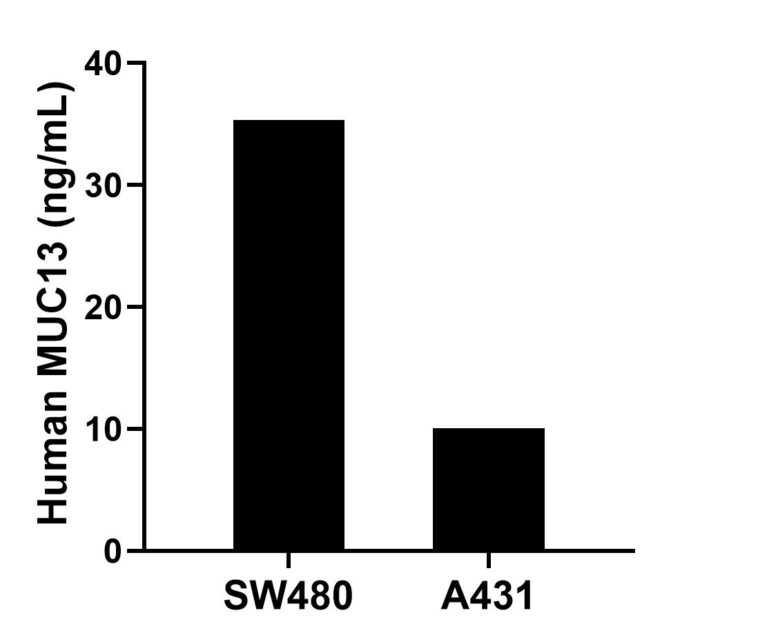 The mean MUC13 concentration was determined to be 35.32 ng/mL in SW480 cell extract based on a 1.20 mg/mL extract load and 10.04 ng/mL in A431 cell extract based on a 1.20 mg/mL extract load. Sandwich ELISA sample test of MP02867-2