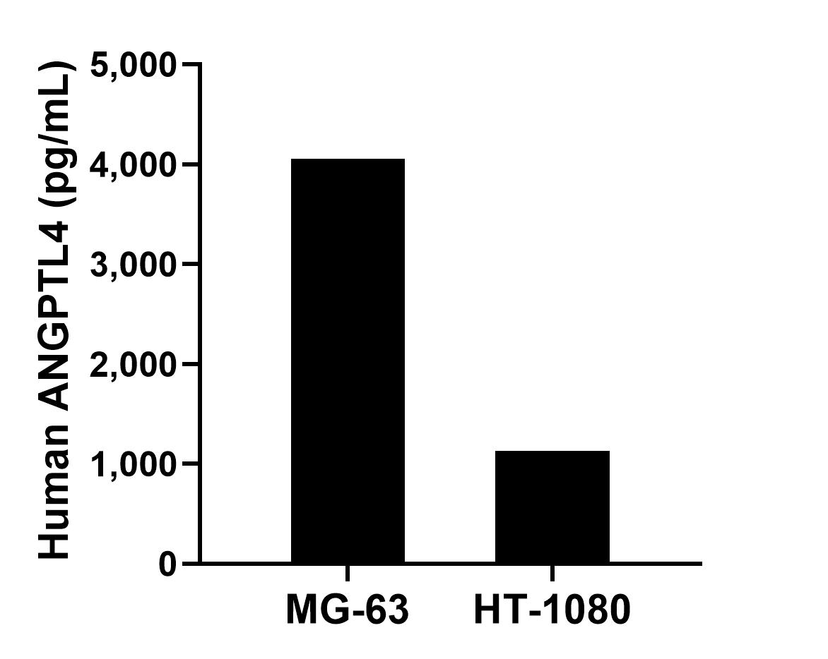 The mean ANGPTL4 concentration was determined to be 4,053.3 pg/mL in MG-63 cell extract based on a 1.2 mg/mL extract load and 1,130.7 ng/mL in HT-1080 cell extract based on a 1.2 mg/mL extract load. The mean ANGPTL4 concentration was determined to be 4,053.3 pg/mL in MG-63 cell extract based on a 1.2 mg/mL extract load and 1,130.7 ng/mL in HT-1080 cell extract based on a 1.2 mg/mL extract load.