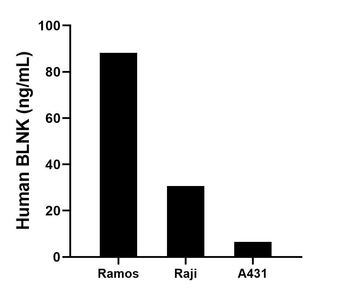The mean BLNK concentration was determined to be 88.20 ng/mL in Ramos cell extract based on a 2.3 mg/mL extract load, 30.60 ng/mL in Raji cell extract based on a 1.2 mg/mL extract load and 6.50 ng/mL in A431 cell extract based on a 1.2 mg/mL extract load. The mean BLNK concentration was determined to be 88.20 ng/mL in Ramos cell extract based on a 2.3 mg/mL extract load, 30.60 ng/mL in Raji cell extract based on a 1.2 mg/mL extract load and 6.50 ng/mL in A431 cell extract based on a 1.2 mg/mL extract load.