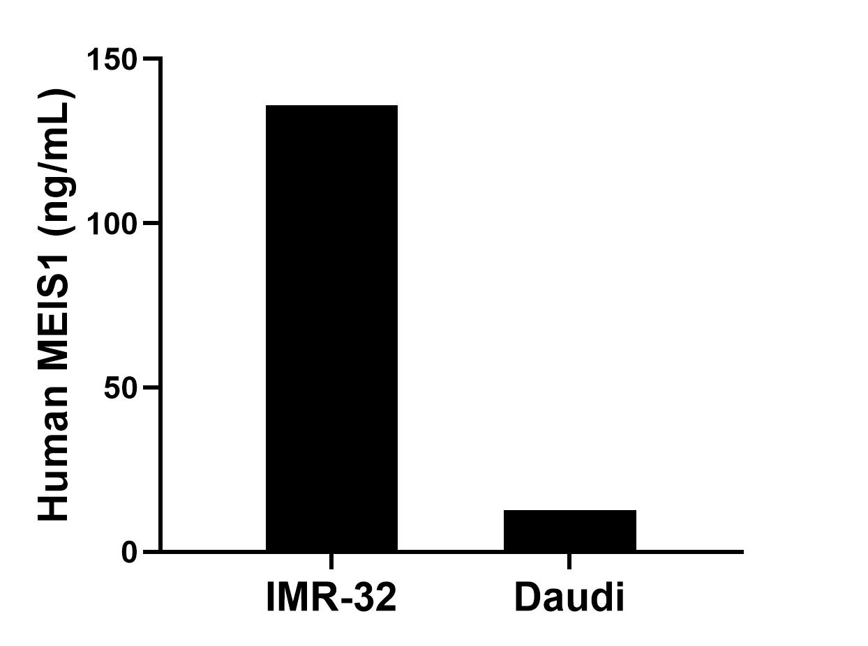 The mean MEIS1 concentration was determined to be 136.00 ng/mL in IMR-32 cell extract based on a 1.70 mg/mL extract load and 12.80 ng/mL in Daudi cell extract based on a 1.30 mg/mL extract load. Sandwich ELISA sample test of MP02913-2